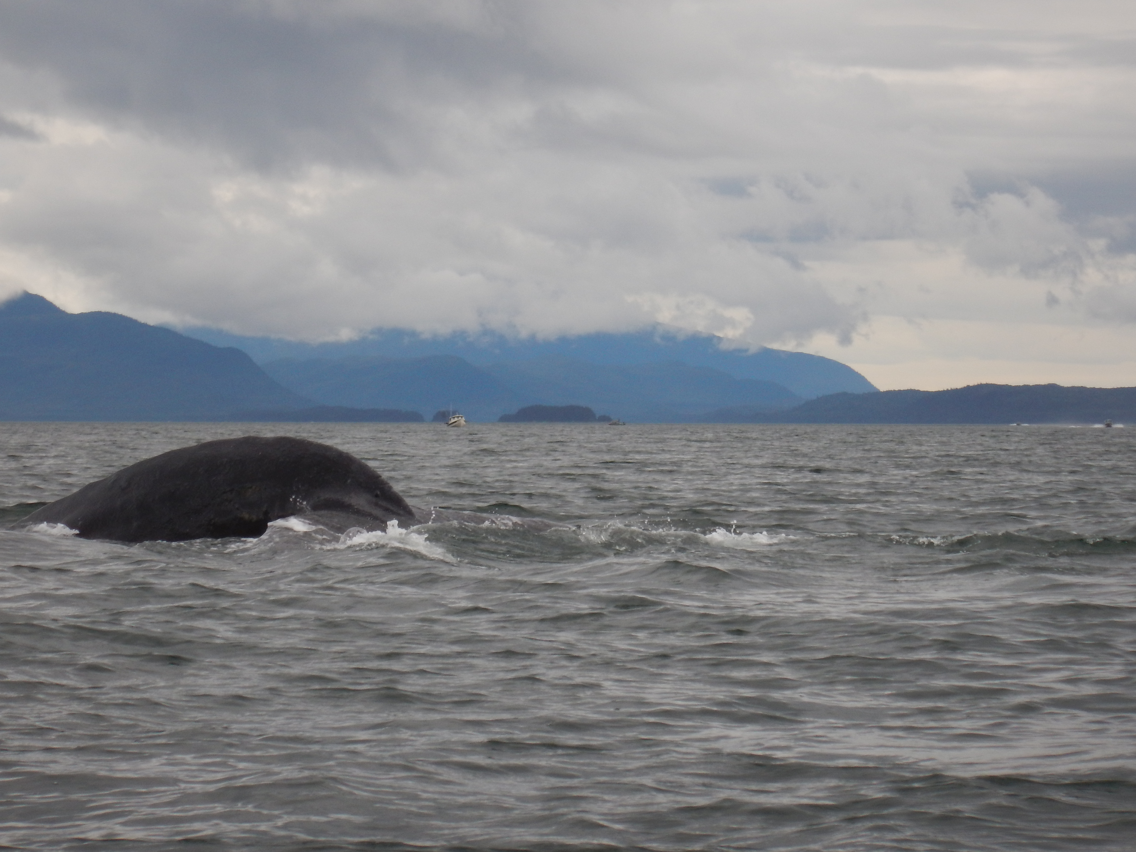 Whale ahead 2